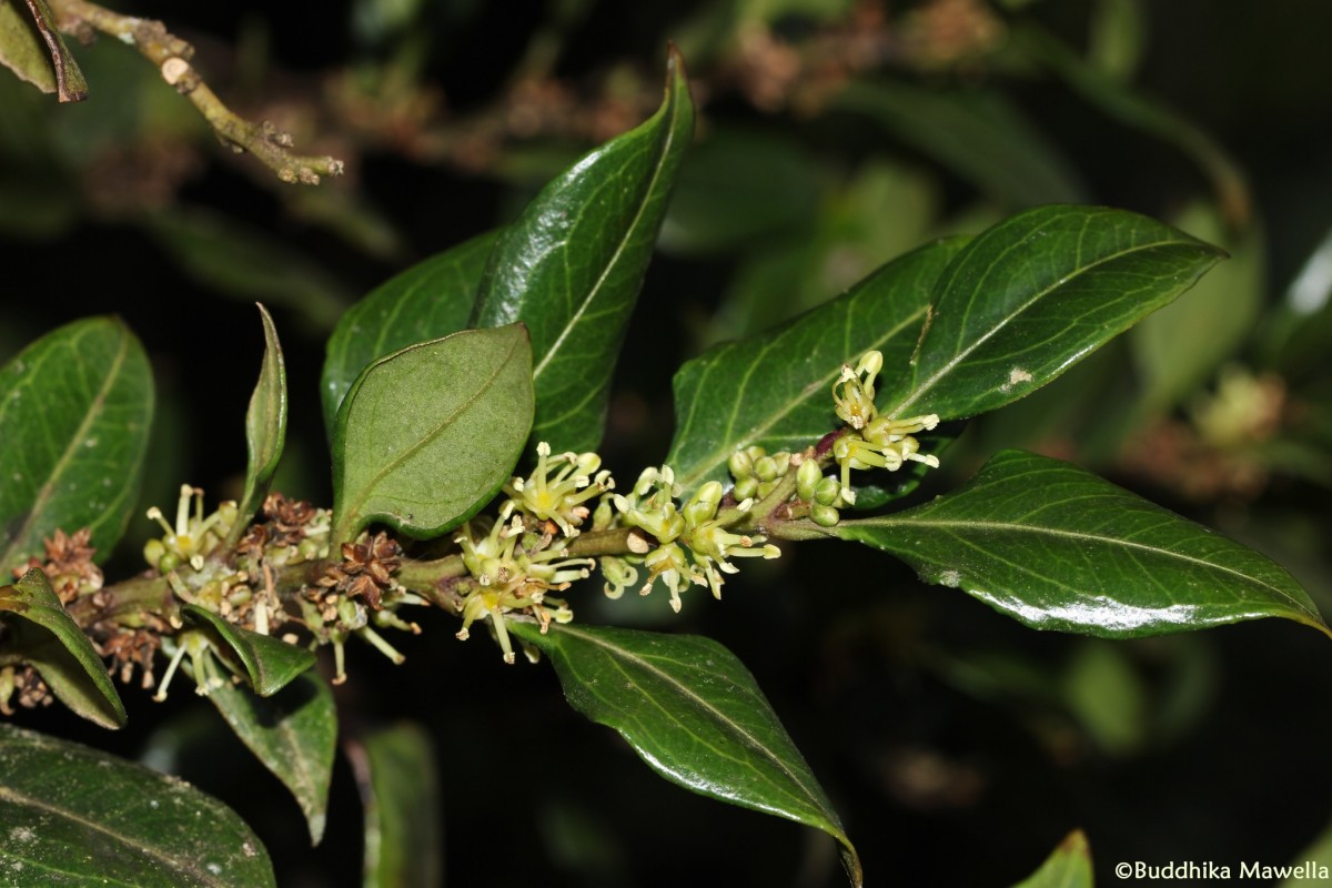 Sarcococca coriacea (Hook.) Sweet